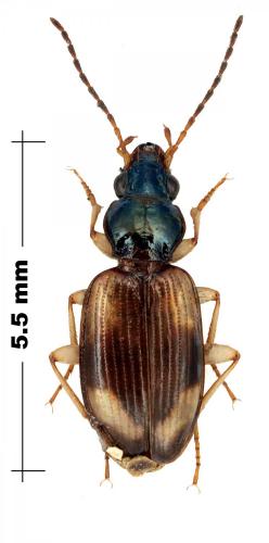 Bembidion subcostatum