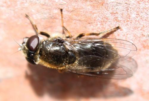 Cheilosia caerulescens