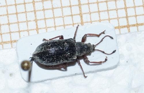 Phyllobius pyri