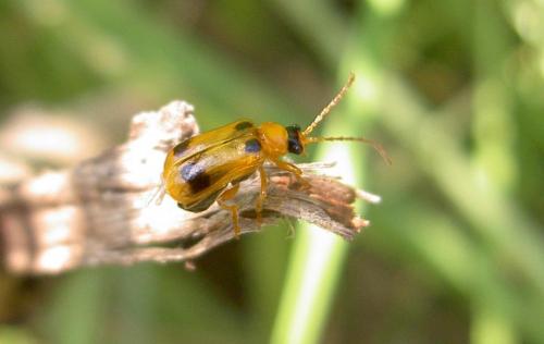 Réf. 113 392 : Phyllobrotica quadrimaculata
