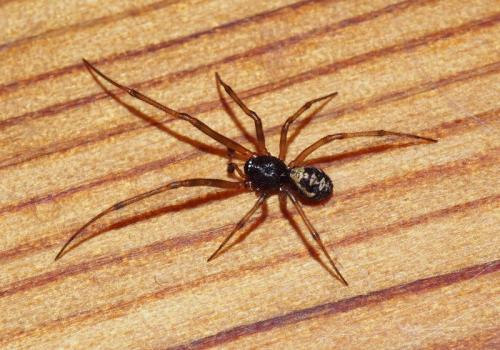 Steatoda sp.