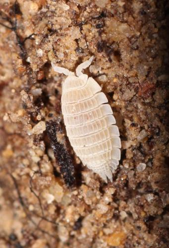 Platyarthrus esterelanus