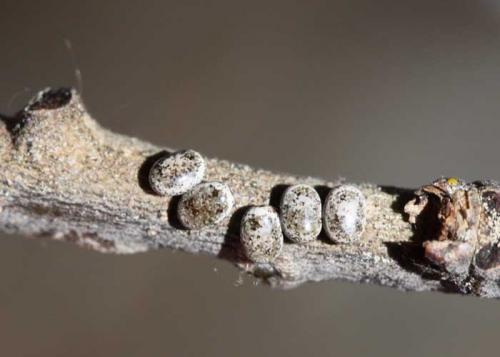 Poecilocampa populi