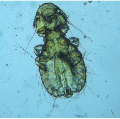 Campanulotes bidentatus