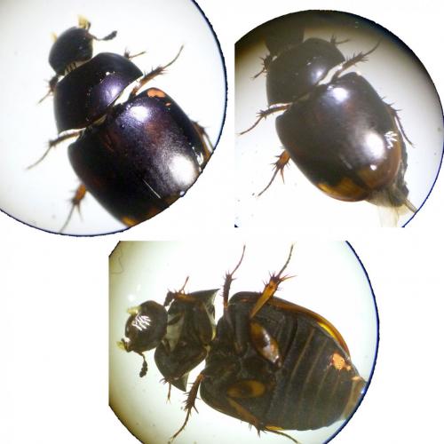 Réf. 113 694 : Sphaeridium scarabaeoides