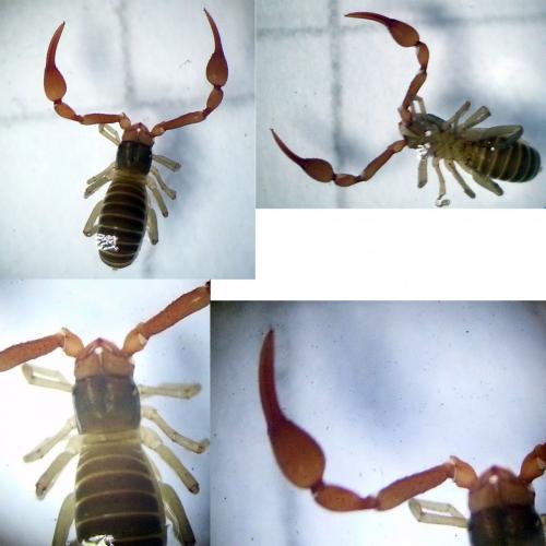 Neobisium sp.