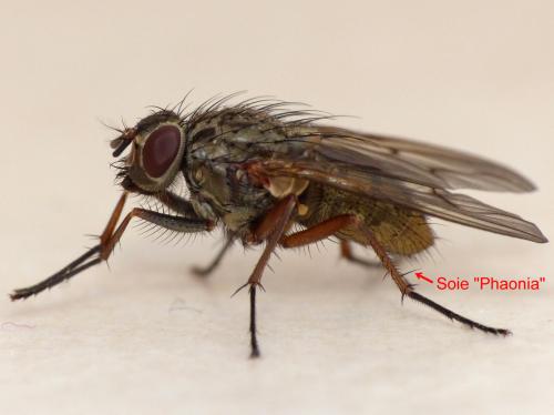 Phaonia tuguriorum