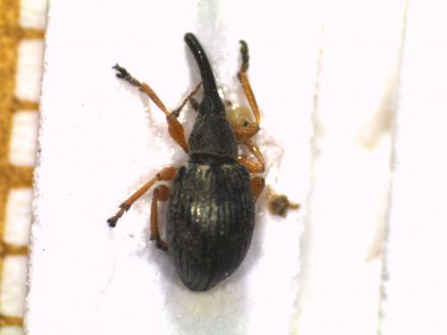 Pseudapion sp.