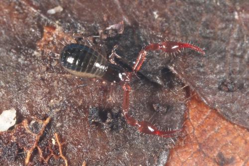 Neobisium sp.