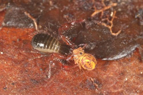 Neobisium sp.