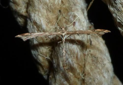Amblyptilia acanthadactyla