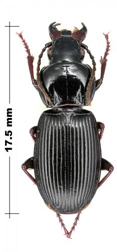Pterostichus melas italicus