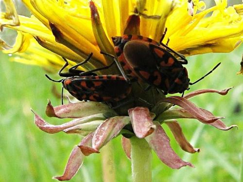 Spilostethus saxatilis