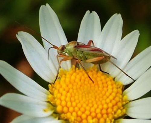 Réf. 113 131 : Calocoris roseomaculatus