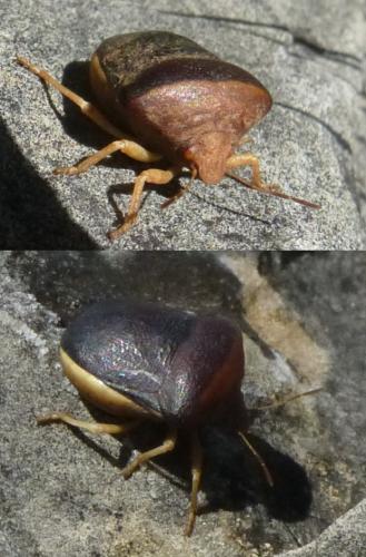 Réf. 113 639 : Ventocoris rusticus