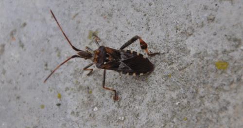 Leptoglossus occidentalis