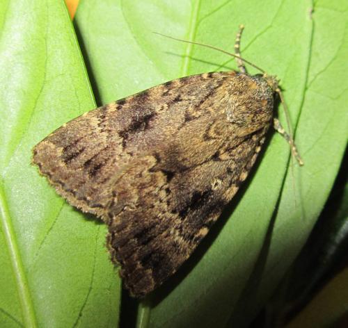 Amphipyra pyramidea