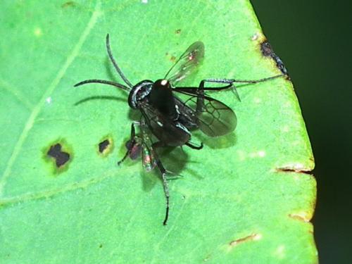 Réf. 113 577 : Agenioideus sp.