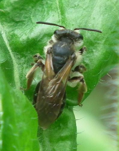 Andrena sp.