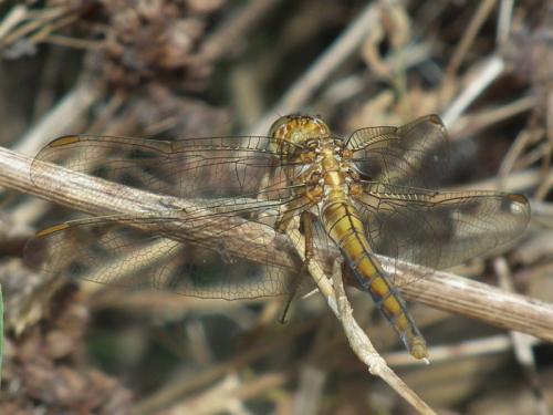 Orthetrum coerulescens