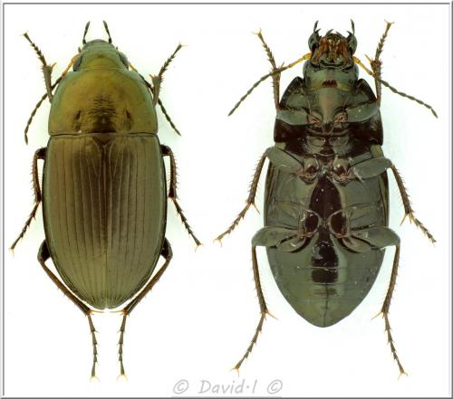 Réf. 113 643 : Amara similata