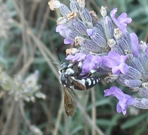 Réf. 113 852 : Thyreus sp.