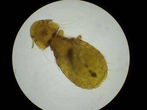 Campanulotes bidentatus