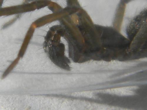 Eratigena picta