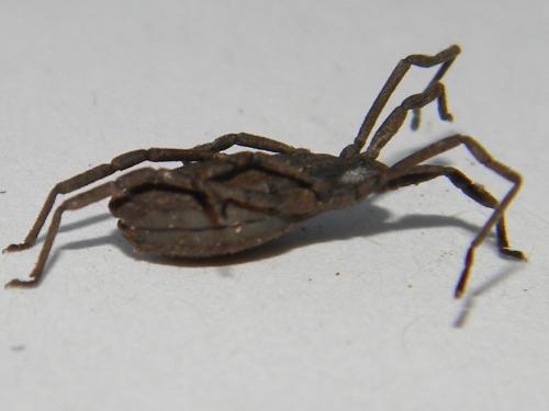 Trogulus sp.