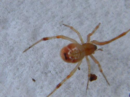 Réf. 113 422 : Parasteatoda sp.
