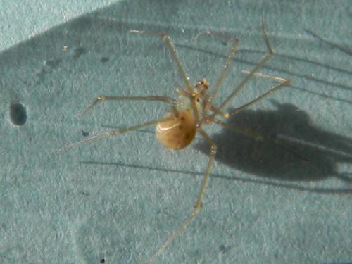 Réf. 113 469 : Spermophora senoculata