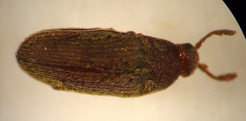 Trixagus sp.