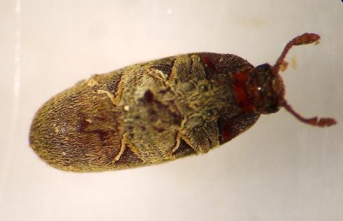 Trixagus sp.