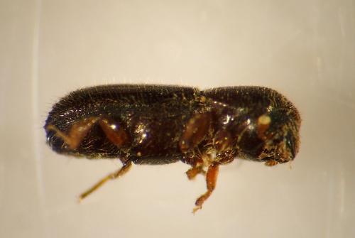 Réf. 113 921 : Xyleborinus saxesenii