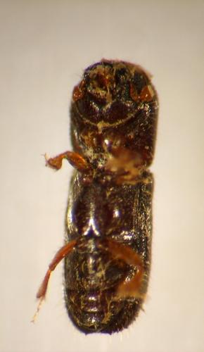 Xyleborinus saxesenii