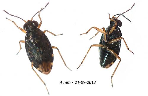 Saldula sp.