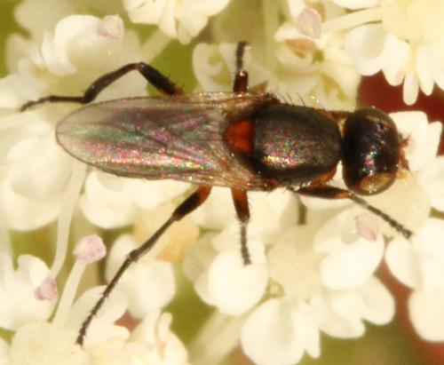Saltella sphondylii