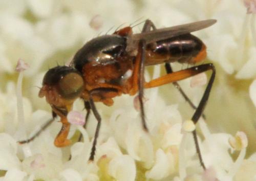 Saltella sphondylii