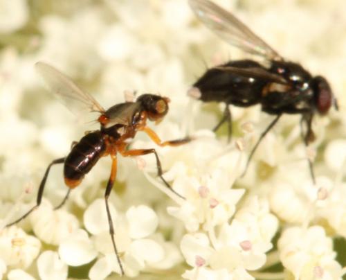 Saltella sphondylii