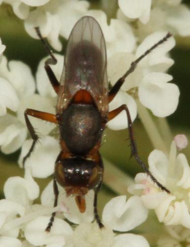 Saltella sphondylii