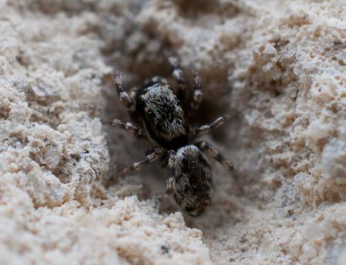 Salticus sp.