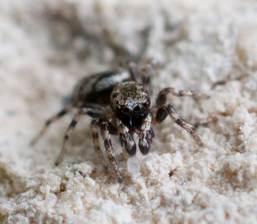 Salticus sp.