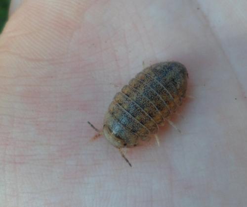 Helleria brevicornis