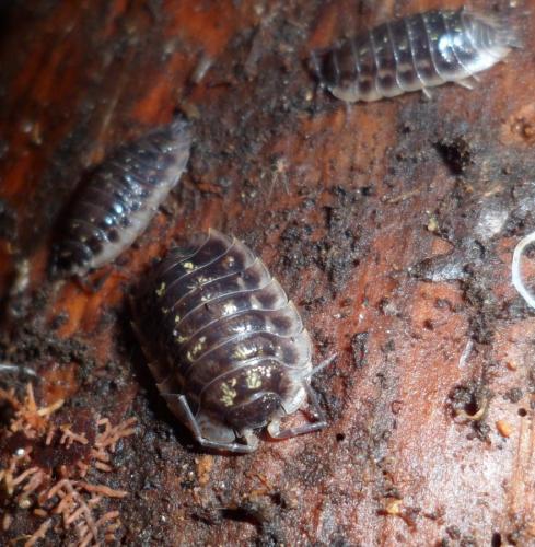 Réf. 113 471 : Oniscus asellus