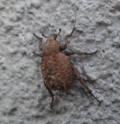 Brachycerus muricatus