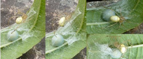 Enoplognatha sp.
