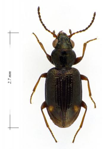 Bembidion axillare occiduum