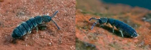 Vertagopus arboreus