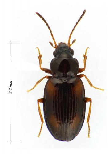 Tachyura quadrisignata
