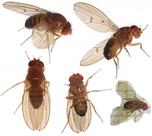 Drosophila immigrans